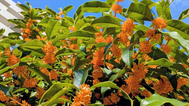 オレンジ色に咲く金木犀　青空　見上げる キンモクセイ,花,植物の写真素材