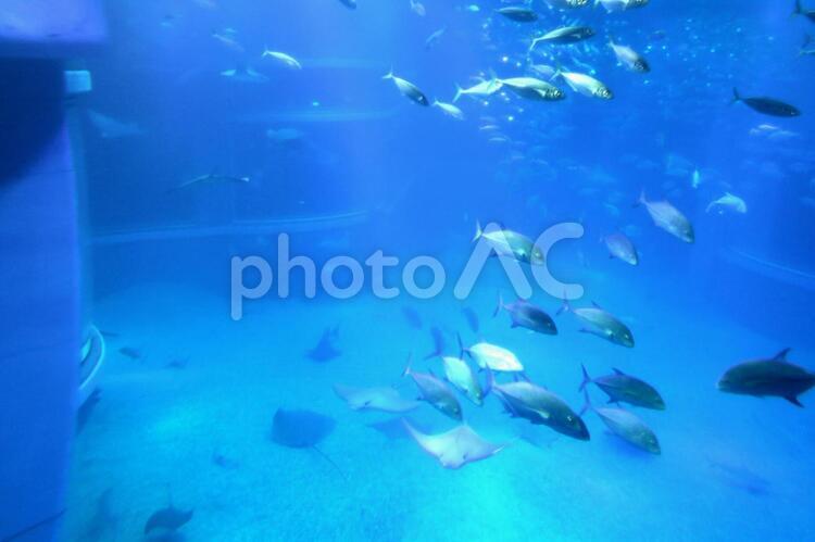 魚の群れ 水族館,魚,魚群の写真素材