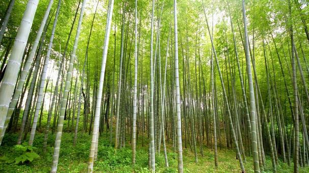 竹林-33 竹林-33の写真