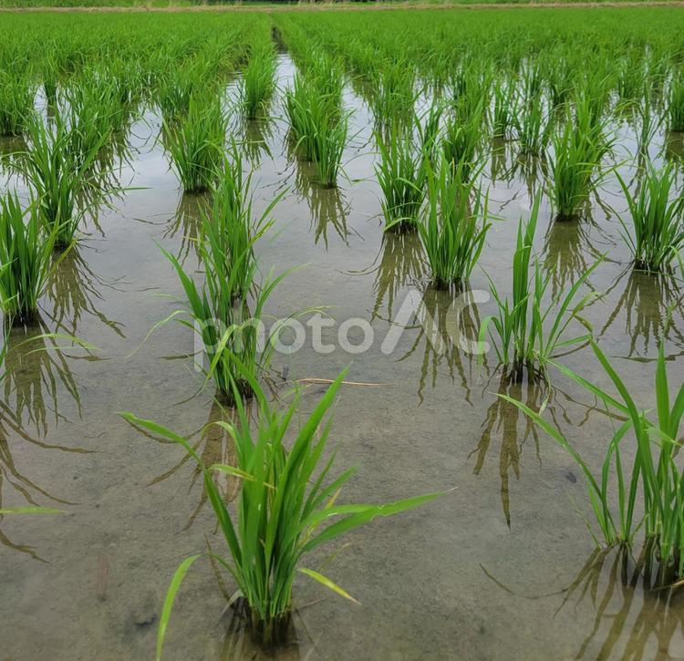 田んぼの苗 苗,稲,田んぼの写真素材