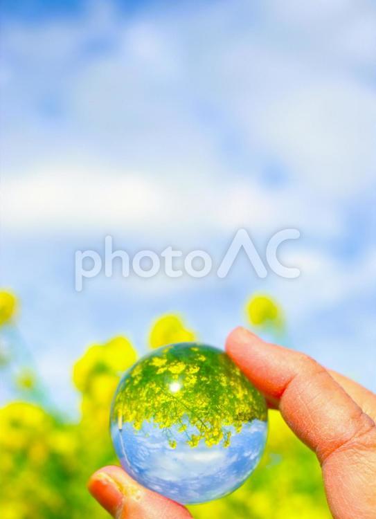 春の日のガラスボールの中の菜の花畑 縦構図,菜の花,ガラスの写真素材