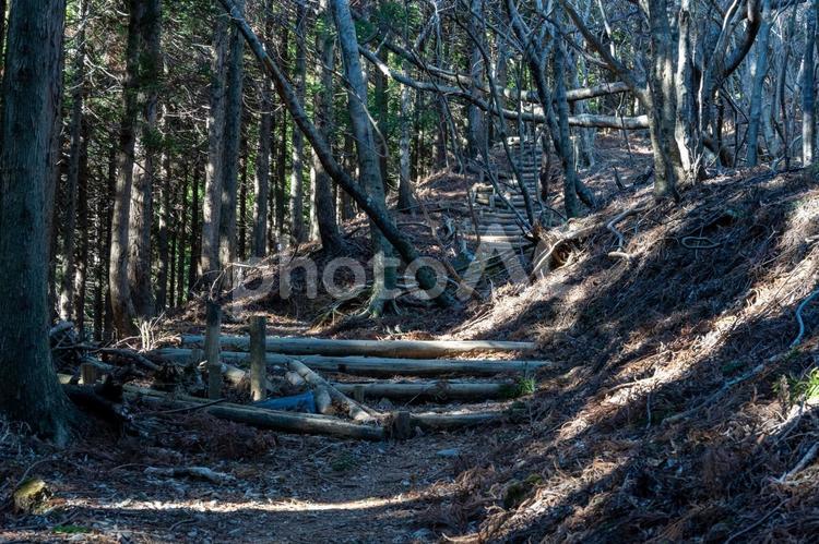 樹林帯の登山道 登山道,登山,山の写真素材