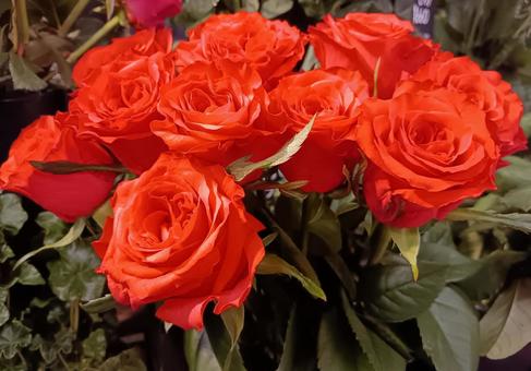 束ねた赤いバラ 薔薇,園芸種,観賞用の写真素材