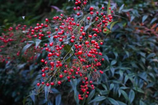 赤く色づいたナンテンの実  ナンテン,南天,実の写真素材