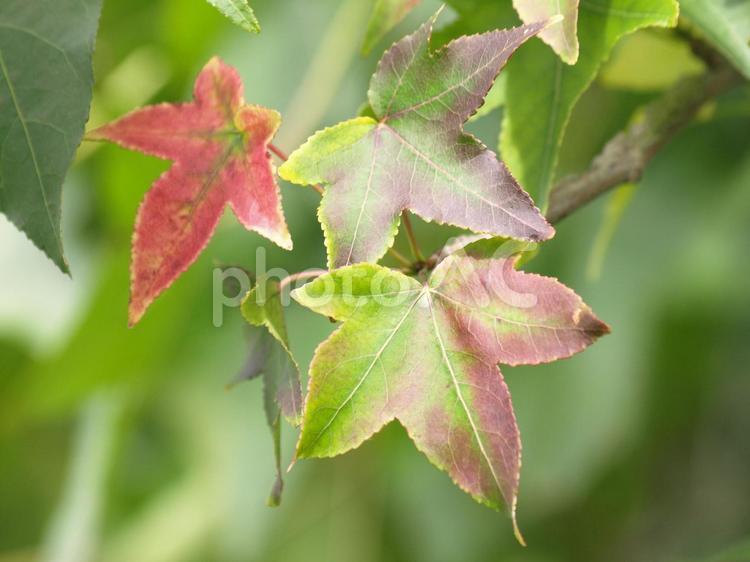 色づき始め 紅葉,秋,葉の写真素材