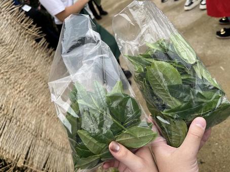 茶摘みで摘んだ茶葉 茶摘みで摘んだ茶葉 茶摘み,茶葉,茶の写真素材