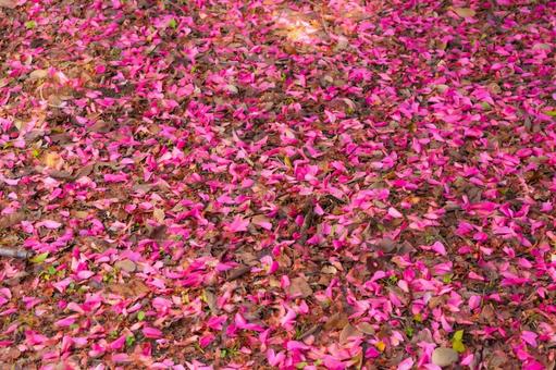 鮮烈な色彩、紅の花の絨毯 鮮烈な色彩、紅の花の絨毯 花びら,落ち葉,絨毯の写真素材