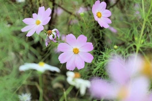 Cosmos, JPG