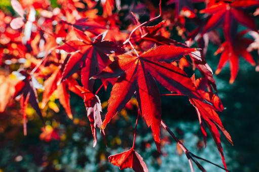 秋まっだだ中 紅葉,秋,もみじの写真素材