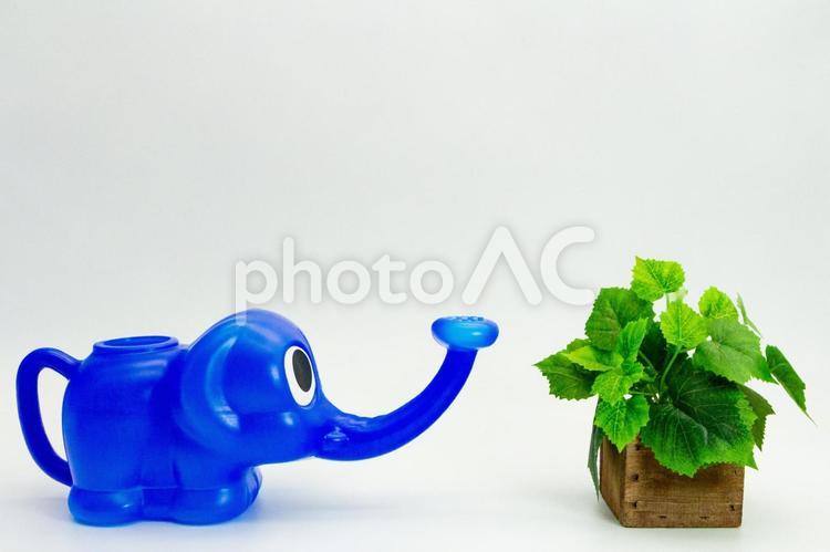 ゾウさんジョウロと緑 象,ジョウロ,緑の写真素材
