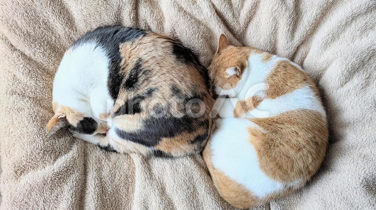 アンモニャイト2つ(ミィとポー) 猫,ネコ,ねこの写真素材