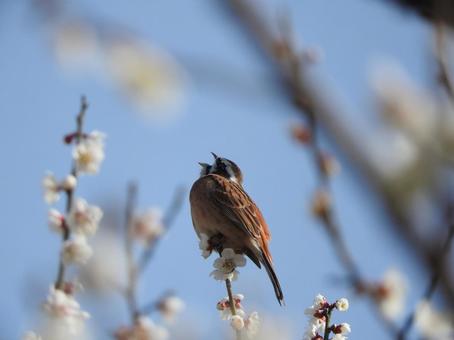 ホオジロと梅の写真