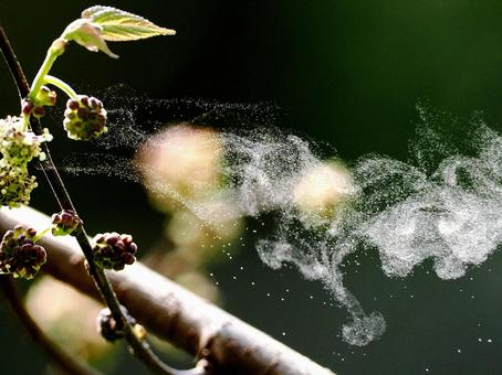 ヒメコウゾの花粉 ヒメコウゾの花粉の写真
