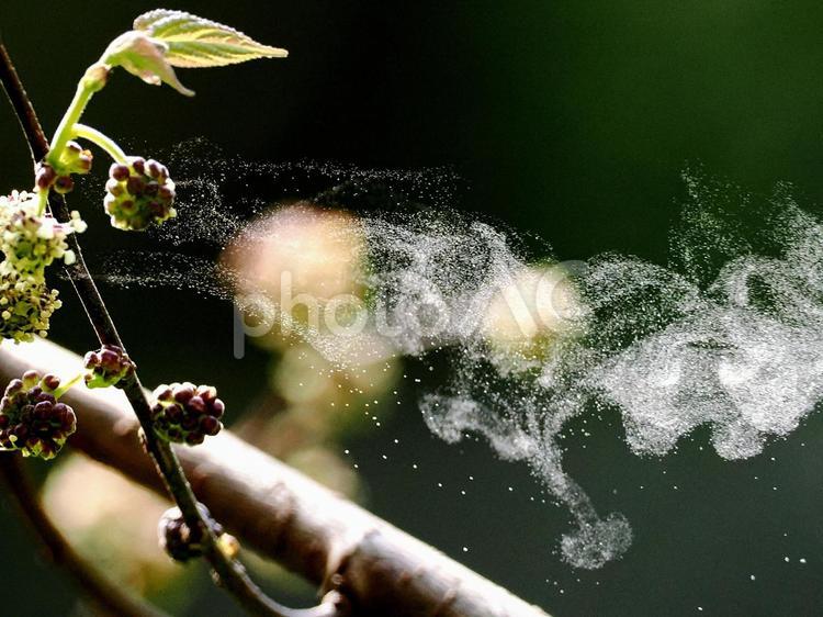 ヒメコウゾの花粉 ヒメコウゾ,花粉噴射,自然の写真素材
