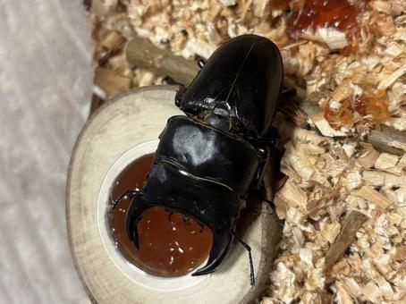 オオクワガタ オオクワガタの写真