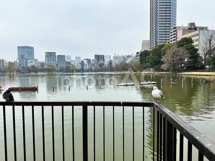 上野恩賜公園　不忍池　鳥 上野恩賜公園（うえのおんしこう,台東区,不忍池（しのばずのいけ）の写真素材