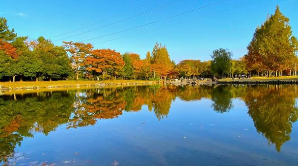 紅葉の北部公園（金沢） 紅葉,秋,公園の写真素材