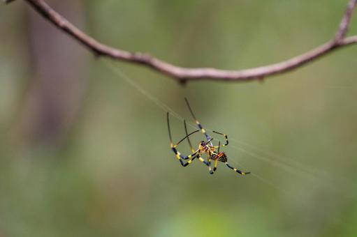 獲物を待つナガコガネグモ 獲物を待つナガコガネグモの写真