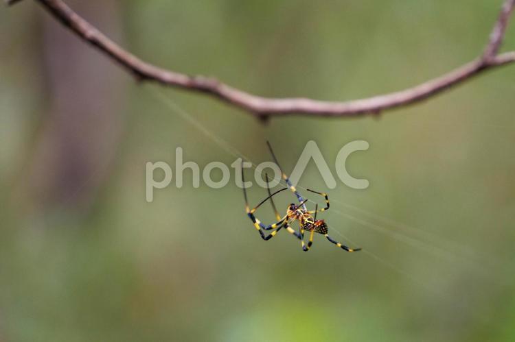 獲物を待つナガコガネグモ クモ,昆虫,虫の写真素材