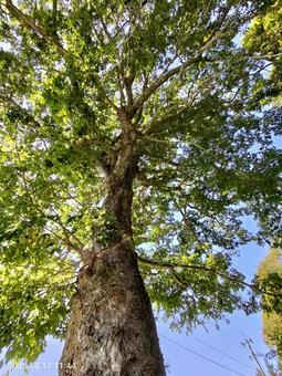 大木の下から見上げる 大木,榎,風景の写真素材