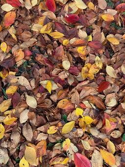 落ち葉03 秋,落ち葉,枯れ葉の写真素材