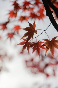 秋の気配・色づくモミジ 秋の気配・色づくモミジ 紅葉,秋,モミジの写真素材