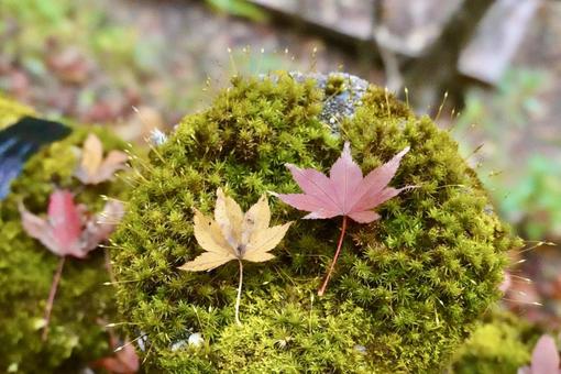 紅葉と苔 紅葉と苔の写真