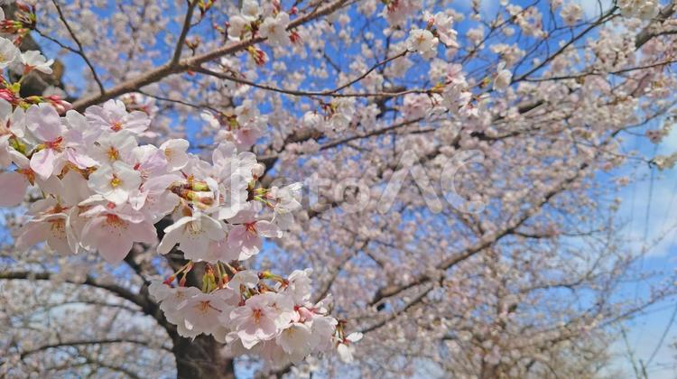 春の散歩道、桜に包まれる五条川 桜,さくら,五条川の写真素材