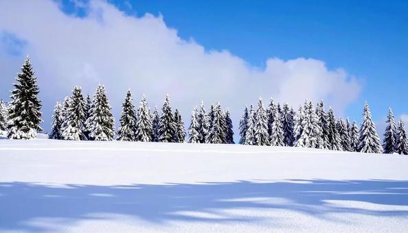 雪の中の木々 針葉樹 冬のイメージ 雪の中の木々 針葉樹 冬のイメージの写真