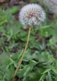 恋占いの1つ たんぽぽ,花,flowerの写真素材