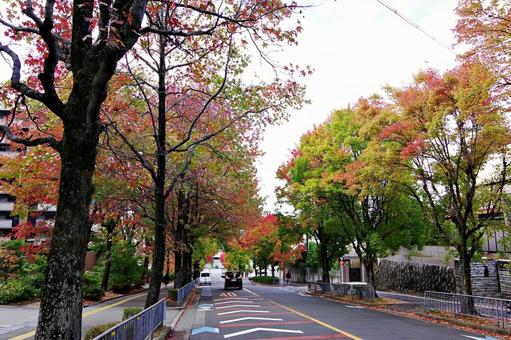 11月の三色彩道にて タイワンフウ,アメリカフウ,モミジバフウの写真素材