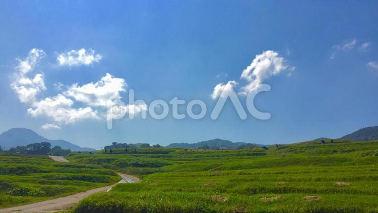真夏の青空下の畑 畑,青空,夏の写真素材