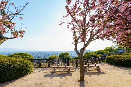 250417松山城 250417松山城 愛媛県,松山市,松山城の写真素材