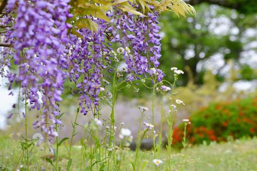 藤の花 藤の花の写真