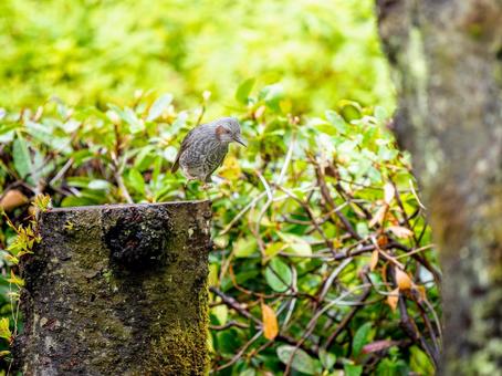 木にとまるヒヨドリ 木にとまるヒヨドリの写真