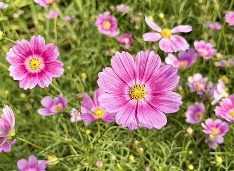 ピンクのコスモスがたくさん咲いているの写真