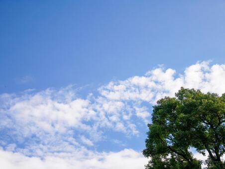 さわやかな青空と緑の背景 晴れ,晴天,木の写真素材