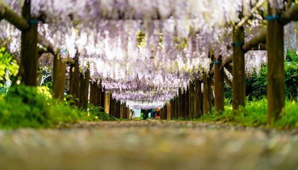 藤棚に咲く満開の藤の花 藤棚に咲く満開の藤の花の写真