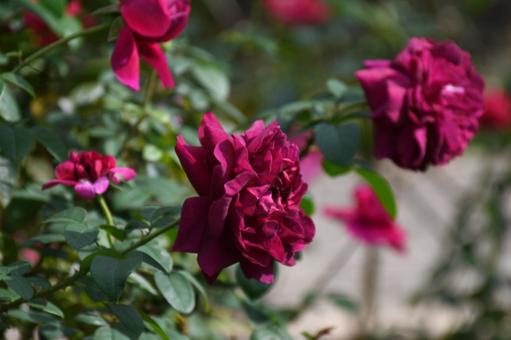 薔薇 花,植物,花壇の写真素材