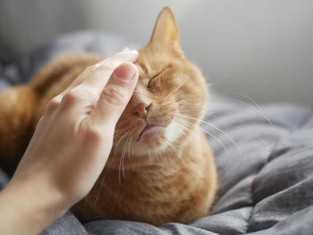 猫をなでる 猫,ペット,動物の写真素材