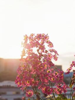 Primroses illuminated by the setting sun, JPG Primroses illuminated by the setting sun, JPG