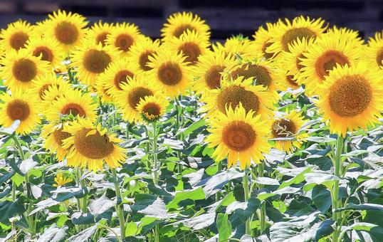 向日葵の花畑 向日葵の花畑の写真