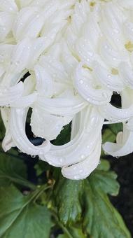 水滴のついた大輪の白い菊の花のアップ 水滴のついた大輪の白い菊の花のアップ キク科,キク属,宿根草の写真素材