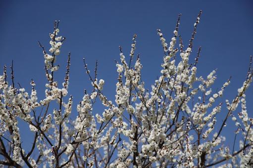 梅 梅の花 季節 白 White 花 梅 梅の花 季節 白 White 花の写真