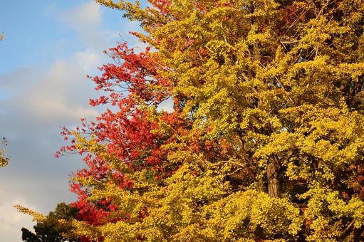 黄色の銀杏と赤色に紅葉する大樹の風景 黄色,銀杏,赤色の写真素材