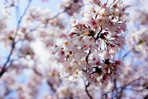 桜と青空 桜と青空の写真