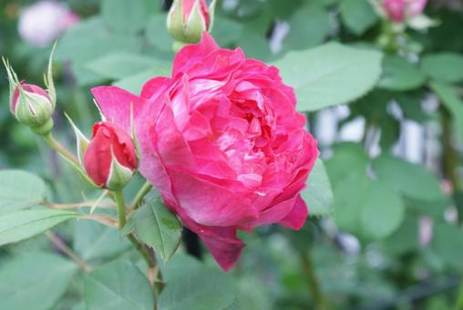 薔薇 薔薇の写真