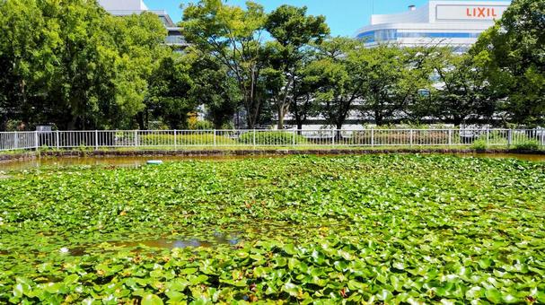 初秋の猿江恩賜公園・池の睡蓮(江東区) 初秋の猿江恩賜公園・池の睡蓮(江東区) 初秋,猿江恩賜公園,池の写真素材