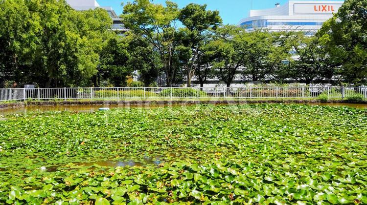 初秋の猿江恩賜公園・池の睡蓮（江東区） 初秋,猿江恩賜公園,池の写真素材