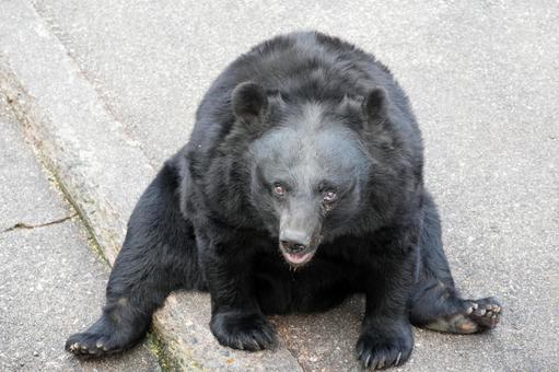 ツキノワグマ 熊,クマ,動物の写真素材